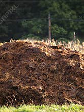 Cow manure heap
