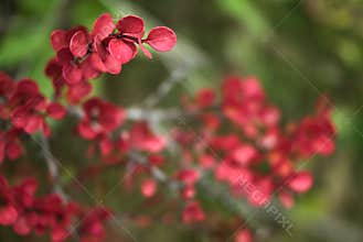 Beautiful autumn background of red leaves of barberry shrub, Dublin, Ireland. Autumnal background. Fall vibes