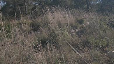 Wheat and generic vegetation, plants and trees moved by the wind in an area in a forest in Spain