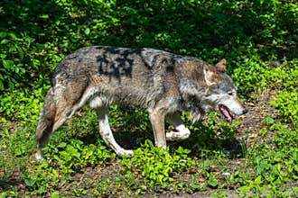 European Grey Wolf, Canis lupus in a german park