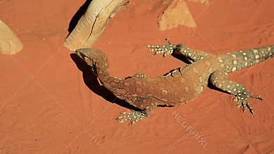 Perentie lizard reptile