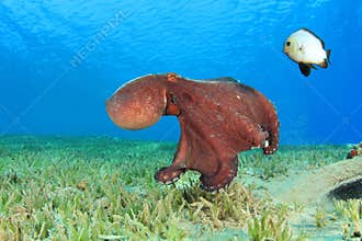 Octopus and Damselfish