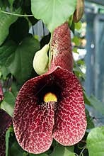 Tropical plant Giant pelican flower in showy burgundy bloom