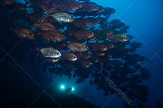 Diver strobes photo fish school deep underwater
