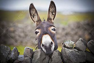 Nice Irish Donkey Behind A Stone Wall
