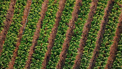Aerial view above tobacco field landscape