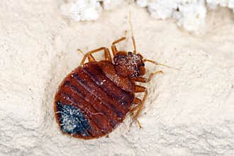 Bed bug Cimex lectularius parasitic insects of the cimicid family feeds on human blood