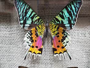 Colorful rainbow butterfly wings in a case