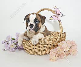Bulldog Puppy