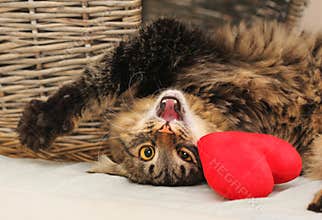 Playful Cat Wishes a Happy Valentines Day