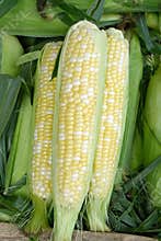 Bicolor Ears of Sweet Corn