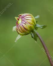 Dahlia Bud before it opens