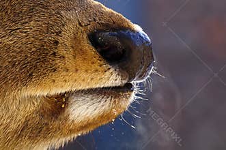Deer mouth