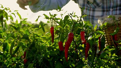 Farmer picking red chili peppers in vegetable garden, green organic vegetables