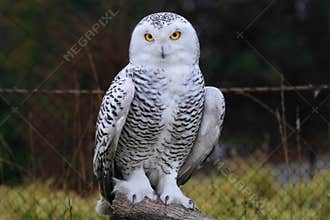 Snow owl