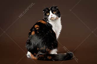 Bicolor tortoise scottish fold