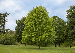 Northern red oak, quercus rubra, in Forest Park in Saint Louis, Missouri.