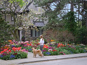 woman with dog pauses to admire a colorful spring garden