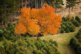 Maple tree in autumn