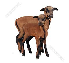 Cameroon sheep