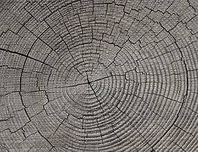 Growth Rings - Tree Rings - Annual Rings