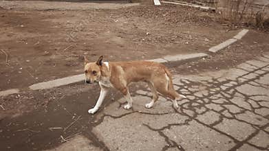 Homless dog attacking the walking pedestrian and retreet