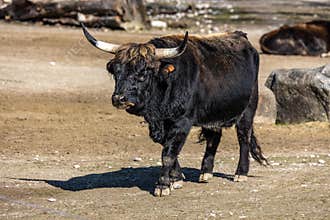 Heck cattle, Bos primigenius taurus or aurochs in a German park