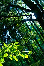 Beech trees in forest