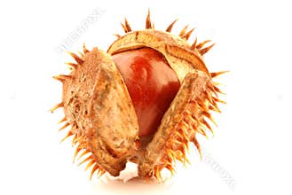 Chestnut