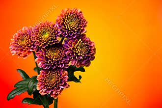 Close up of a small bunch of purple chrysanthemum flowers