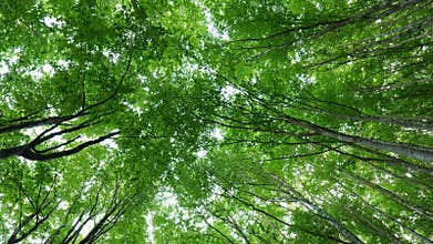 Walk in a beech spring forest. Bottom up view of