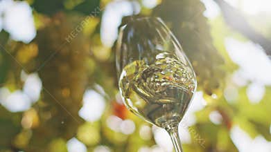 White wine tasting at the winery. Lightly shake a