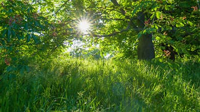 High quality HDR shot of rich green flora in