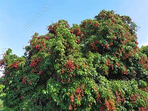 Ripe lychee fruits on tree