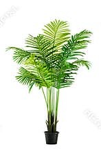 Coconut tree, black die-cut pot with path
