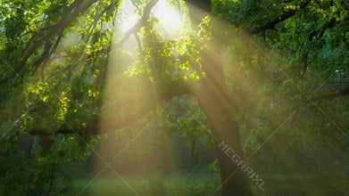 Natural magic in the forest. Sun rays emerging