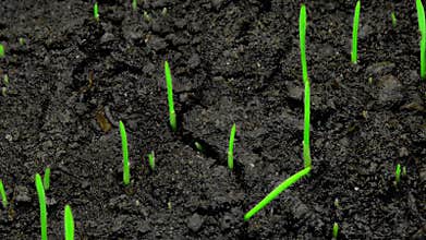 Plant growing nature fresh green grass organic agriculture