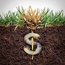 Lawn Damage Cost