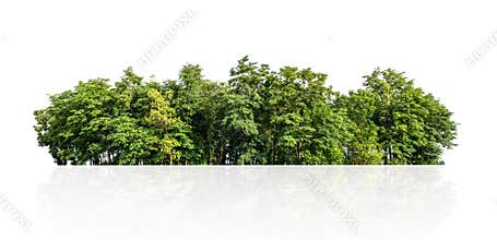 tree line isolate on white background