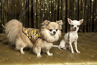 Chihuahua dogs in outfits