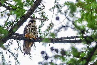 Eurasian hobby, falco subbuteo, sitting on top of larch tree. Cute majestic falcon bird of prey in wildlife