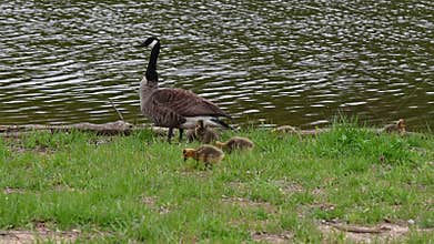 Canada Goose and Goslings at the Waters Edge