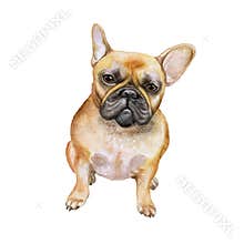 French bulldog dog watercolor closeup pet portrait isolated on white background. Shorthair Frenchie dog. Black masked