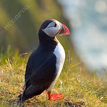 Puffin