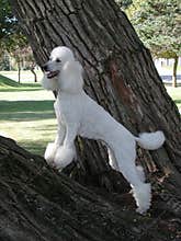 Standard Poodle in tree