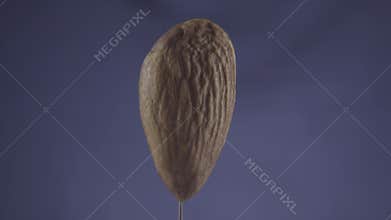 Almond rotating with loop on blue screen for chroma key