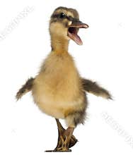 Mallard or wild duck, Anas platyrhynchos, 3