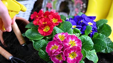 Watering and spraying flowers in the spring in the garden at home. Gardening tools and flowers on the garden terrace