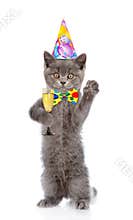 Happy cat in birthday hat holding glass of champagne. isolated on white background