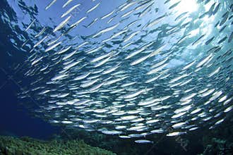 Sardine School